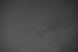 LF